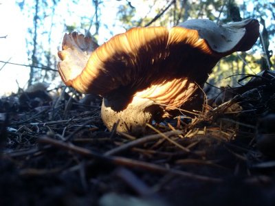 Large gilled mushroom