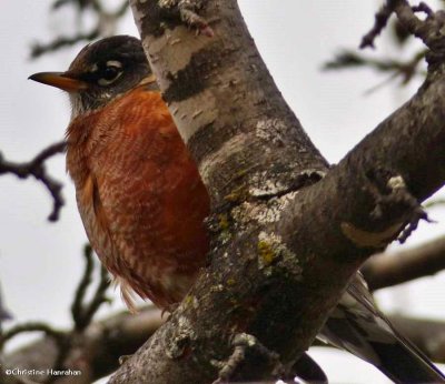 American robin