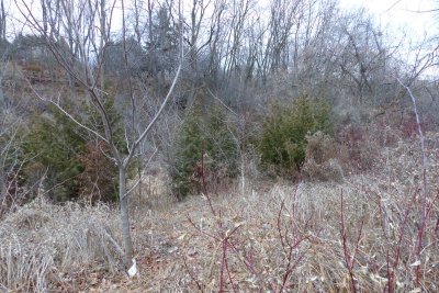Cedar thickets in our ravine