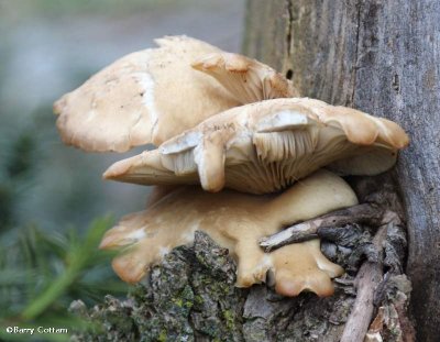 Oyster mushrooms (Pleurotus)