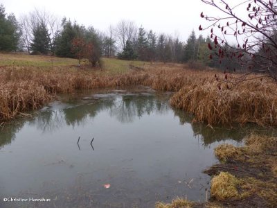 Amphibian pond in winter