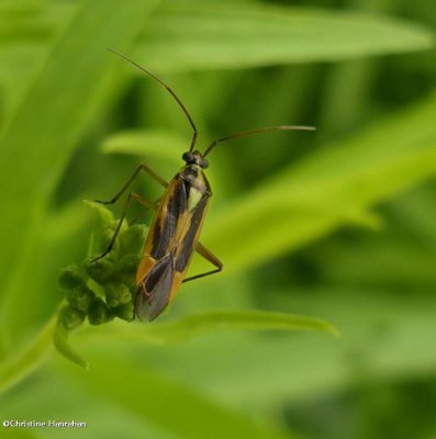 Plant bug (<em>Stenotus</em>)