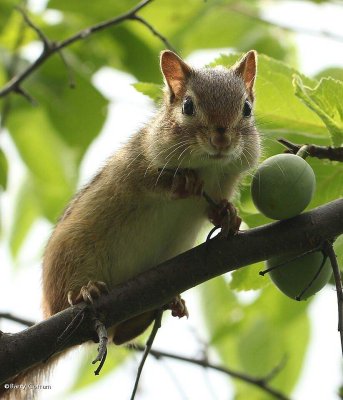 Eastern chipmunk