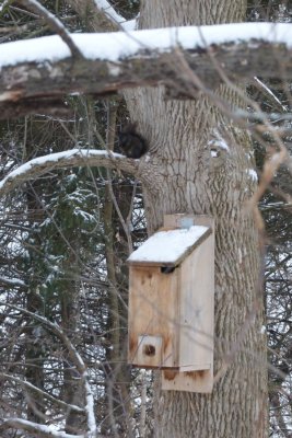 Roosting box