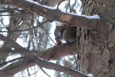 Red Squirrel