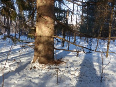 Biggest Norway Spruce