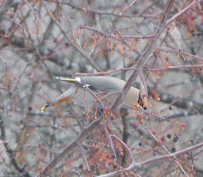 Bohemian Waxwing