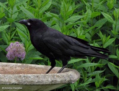 American crow