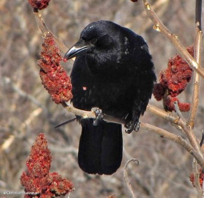 American crow