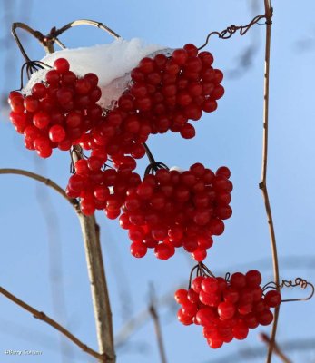 Highbush cranberry (Viburnum trilobum)