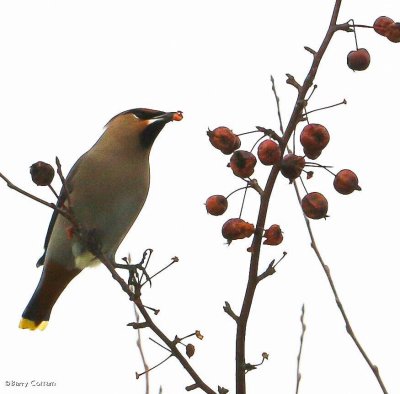 Bohemian waxwing