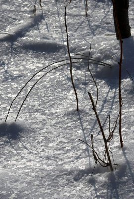 The beauty of snow!