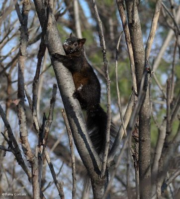 Grey squirrel, black phase