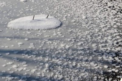 Icy flowers on the pond