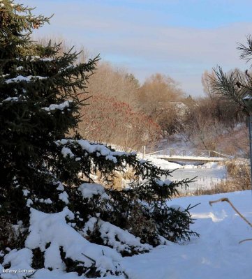 Looking toward the pond 