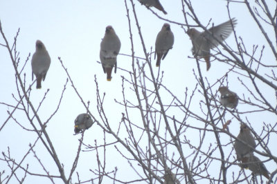 Bohemian Waxwings