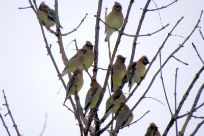 Cedar Waxwings