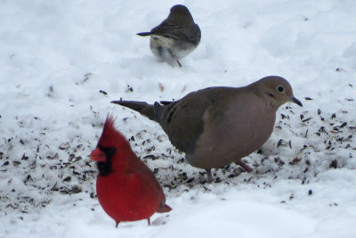 Winter Birds at FWG feeder