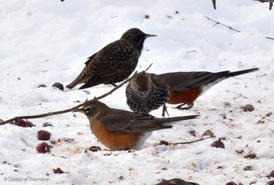 Robins and starlings