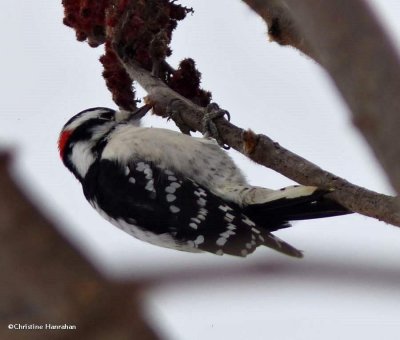 Downy woodpecker, male