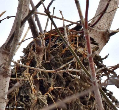 Starlings probing grey squirrel nest