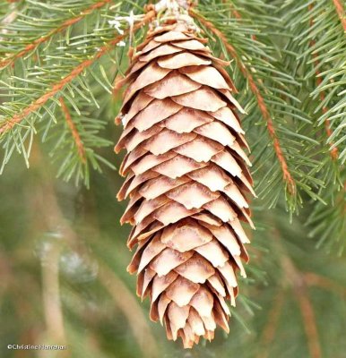 Norway spruce cone (Picea abies)