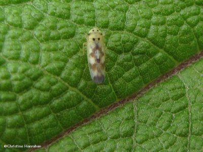 Leafhopper (Macrosteles variatus)