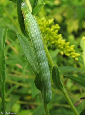 Green leuconycta (Leuconycta diphteroides), #9065