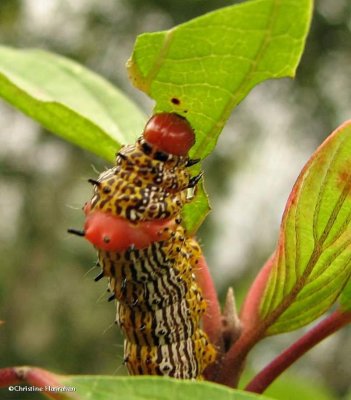 Red-humped caterpillar (Schizura concinna), #8010