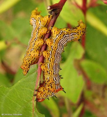 Red-humped caterpillar (Schizura concinna), #8010