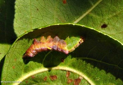Unicorn caterpillar (Schizura unicornis), #8007