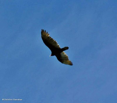 Turkey vulture