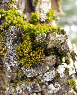 Moss on stones