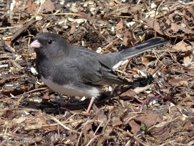 Dark-eyed junco