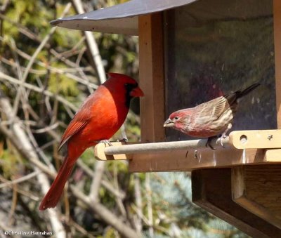Northern cardinal and house finch, males