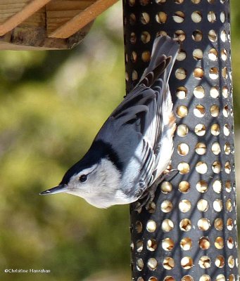 White-breasted nuthatch