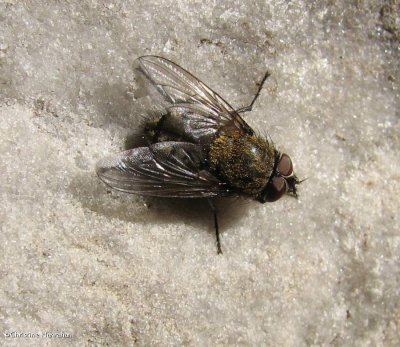 Cluster fly (Pollenia)