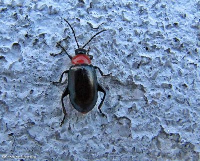Flea beetle (Disonycha xanthomelas)