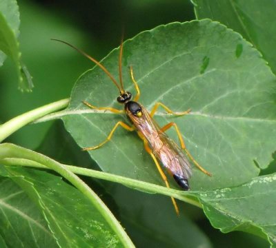 Ichneumonid wasp