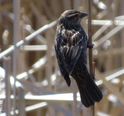 Red-winged blackbird, female