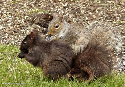 Grey squirrel, both colour phases