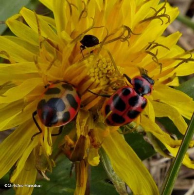 Spotted lady beetle (Coleomagilla maculata)