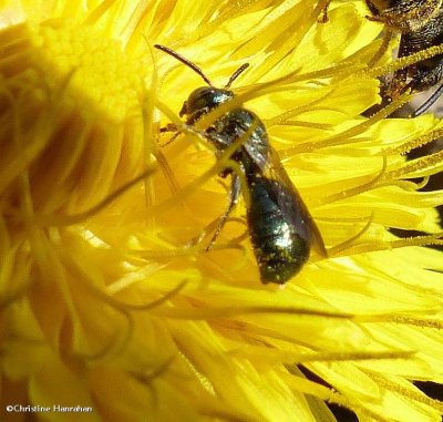 Small carpenter bee (<em>Ceratina mikmaqi</em>)