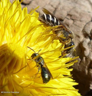 Small carpenter bee and sweat bee