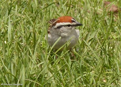 Chipping sparrow