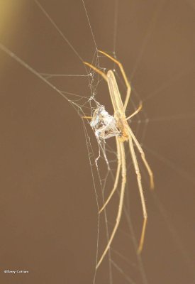 Long-jawed orb-weaver  (Tetragnatha)