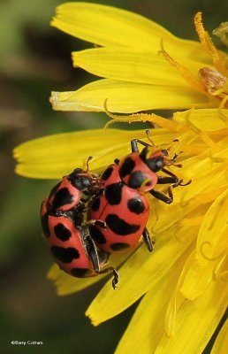 Spotted lady beetles (Coleomagilla maculata)