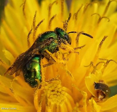 Sweat bee (Augochlora sp.)?