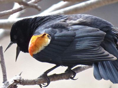 Red-winged blackbird male