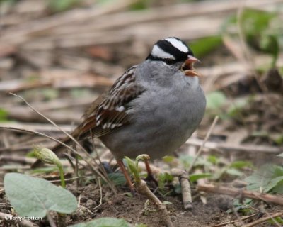 White-crowned sparrow